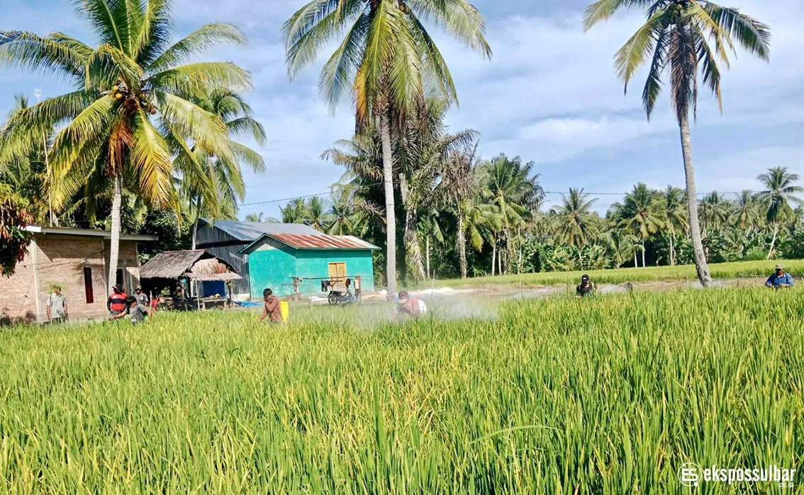 Cegah Penyebaran Tungro, DTPHP Sulbar Gelar Gerdal OPT pada Tanaman Padi Seluas 2 Hektare di Desa Bonda