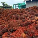 Harga TBS Kelapa Sawit Pekebun Mitra Periode Juli 2026 Ditetapkan, Alami Kenaikan Dibanding Bulan Sebelumnya