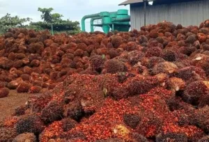 Harga TBS Kelapa Sawit Pekebun Mitra Periode Juli 2026 Ditetapkan, Alami Kenaikan Dibanding Bulan Sebelumnya