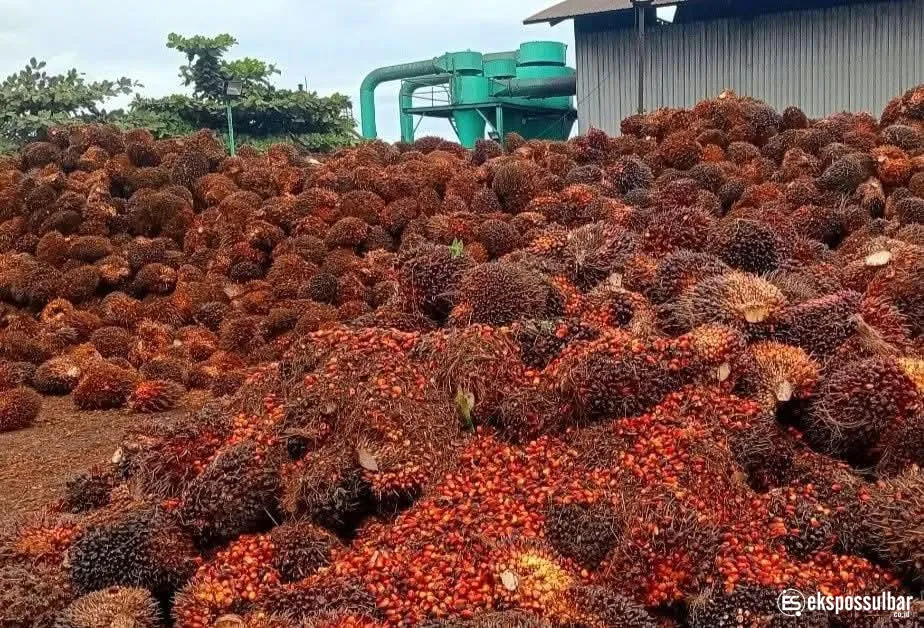 Harga TBS Kelapa Sawit Pekebun Mitra Periode Juli 2026 Ditetapkan, Alami Kenaikan Dibanding Bulan Sebelumnya