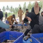 Panen Nila di BBIP Poniang, DKP Sulbar Targetkan Produksi 3 Ton
