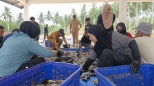 Panen Nila di BBIP Poniang, DKP Sulbar Target Produksi 3 Ton