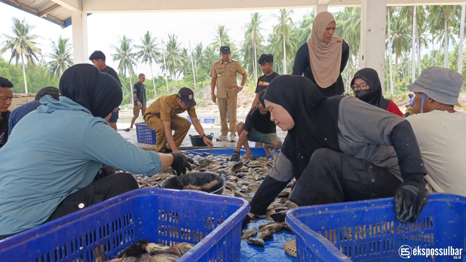 Panen Nila di BBIP Poniang, DKP Sulbar Target Produksi 3 Ton