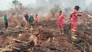 Hari Kedua Penanganan Karhutla di Tommo, TRC BPBD Sulbar dan Tim Gabungan Perkuat Pengendalian Api
